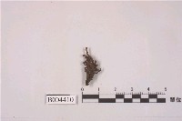 藏品(疣萼小萼蘚)的圖片